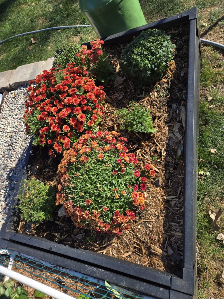 Mums on October 17th. Looking pretty good
