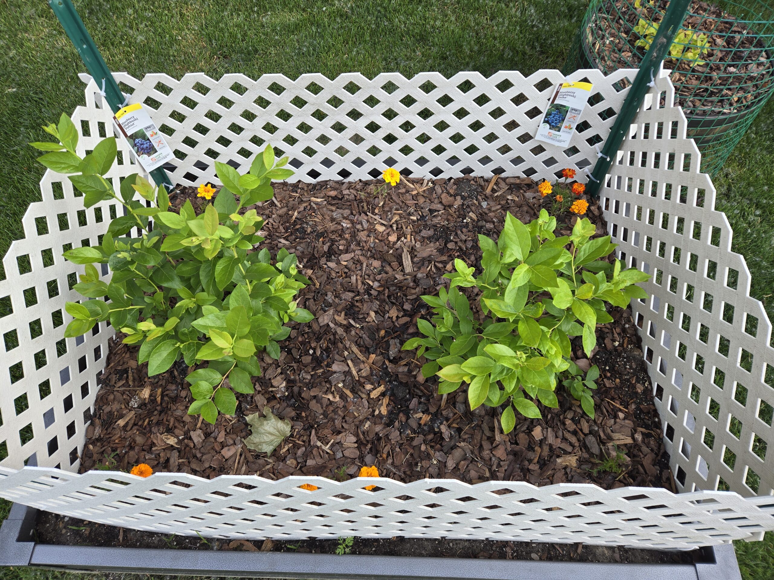 Patriot and Duke in the raised bed