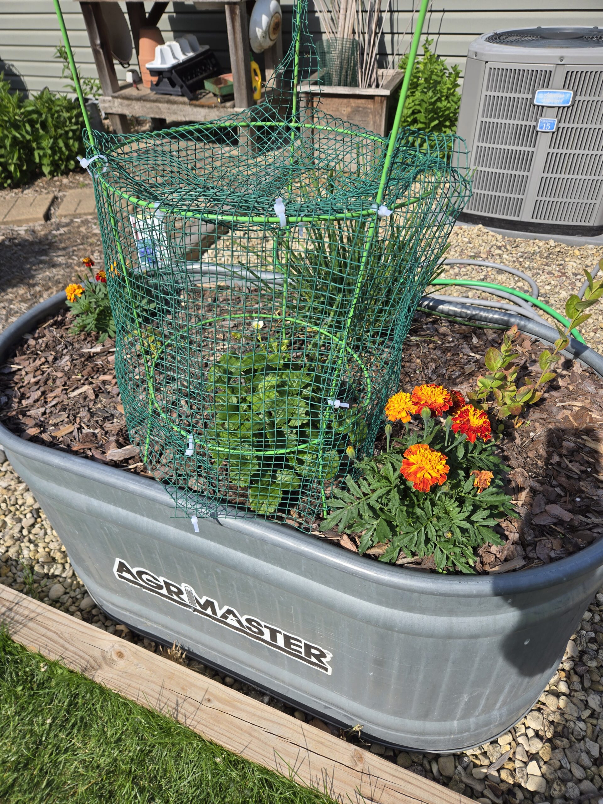 The strawberry is caged and protected from birds and other critters