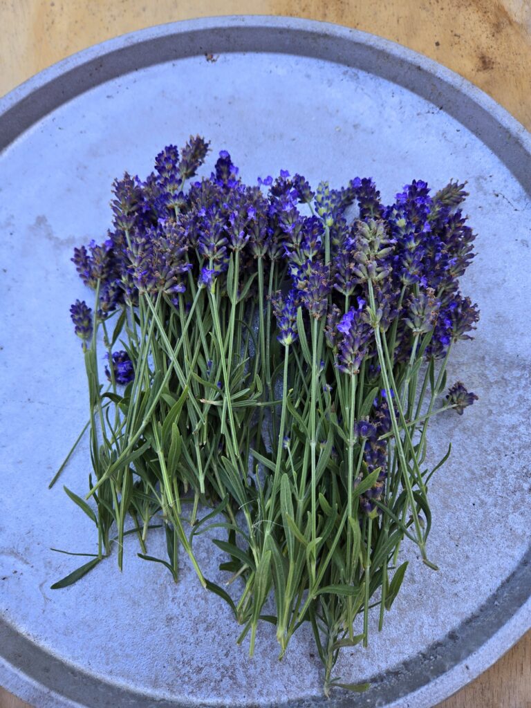 My First Lavender cuttings!